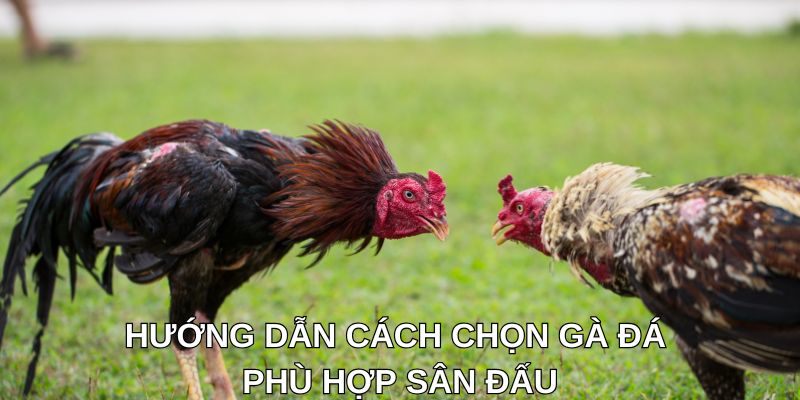 Hướng dẫn cách chọn gà đá phù hợp sân đấu
