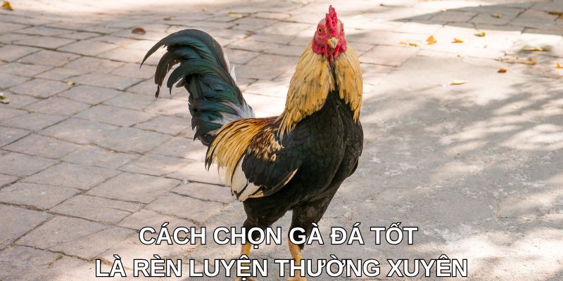 Cách chọn gà đá tốt là rèn luyện thường xuyên