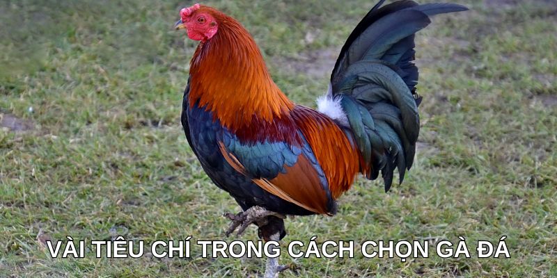 Vài tiêu chí trong cách chọn gà đá