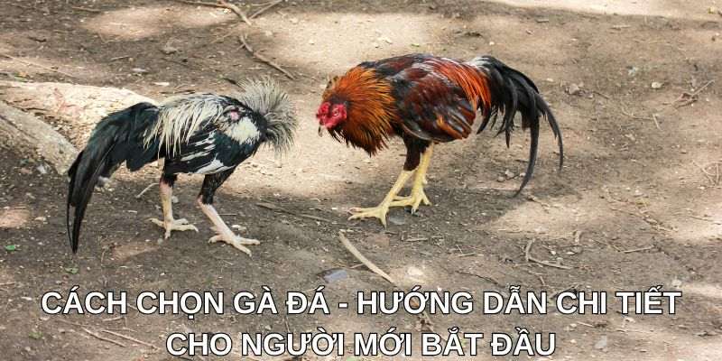 Cách chọn gà đá