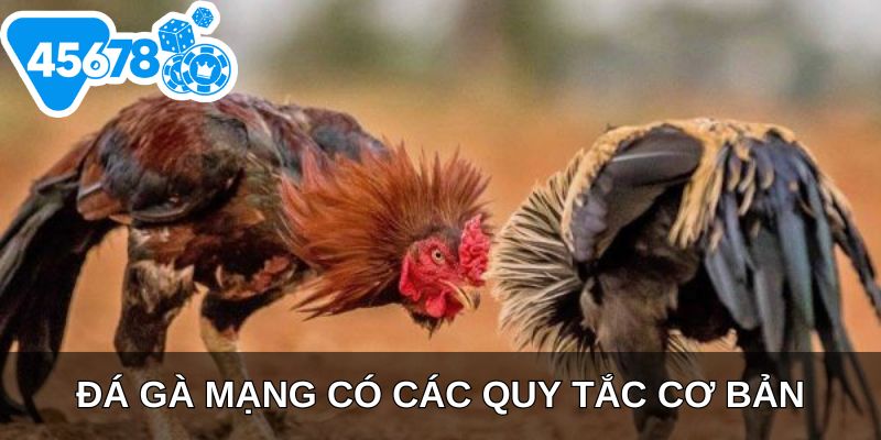 Đá gà mạng có các quy tắc cơ bản