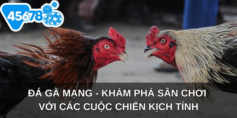 Đá gà mạng