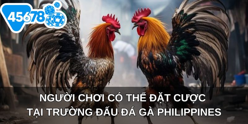 Người chơi có thể đặt cược tại trường đấu đá gà Philippines
